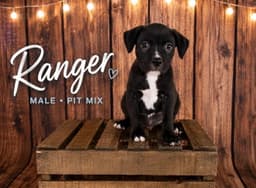 Ranger Gatsbys Litter image 1