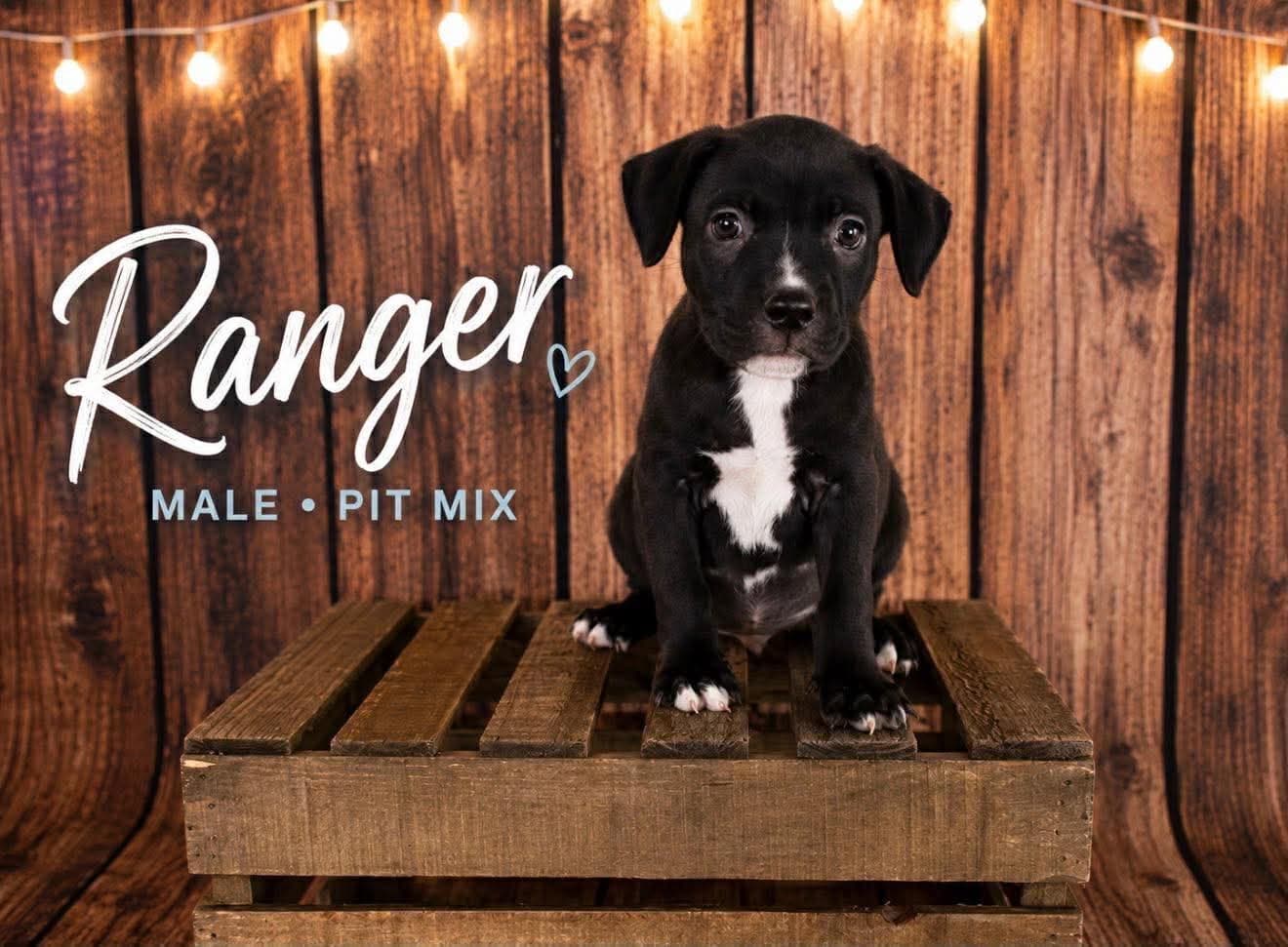 Ranger Gatsbys Litter - American Staffordshire Terrier