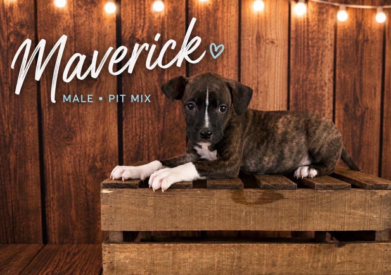 Maverick Gatsbys Litter - American Staffordshire Terrier