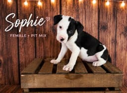 Sophie Gatsbys Litter image 1