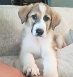Charlie image 1