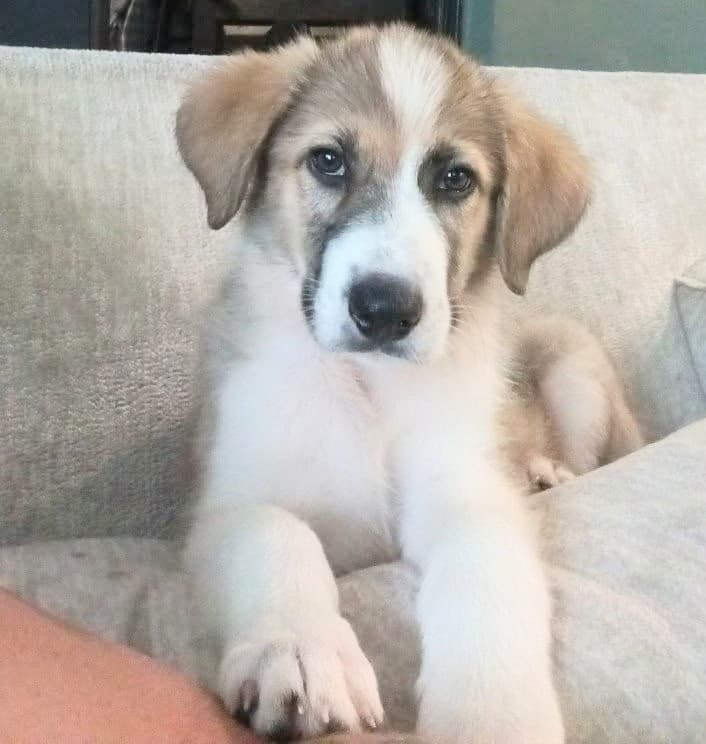 Charlie - Anatolian Shepherd