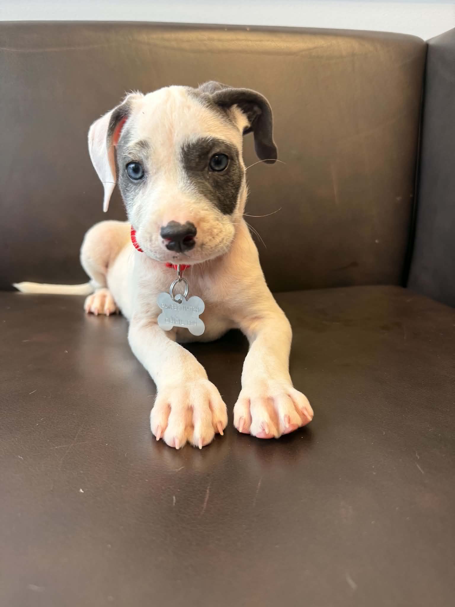 Zipper - Pit Bull Terrier