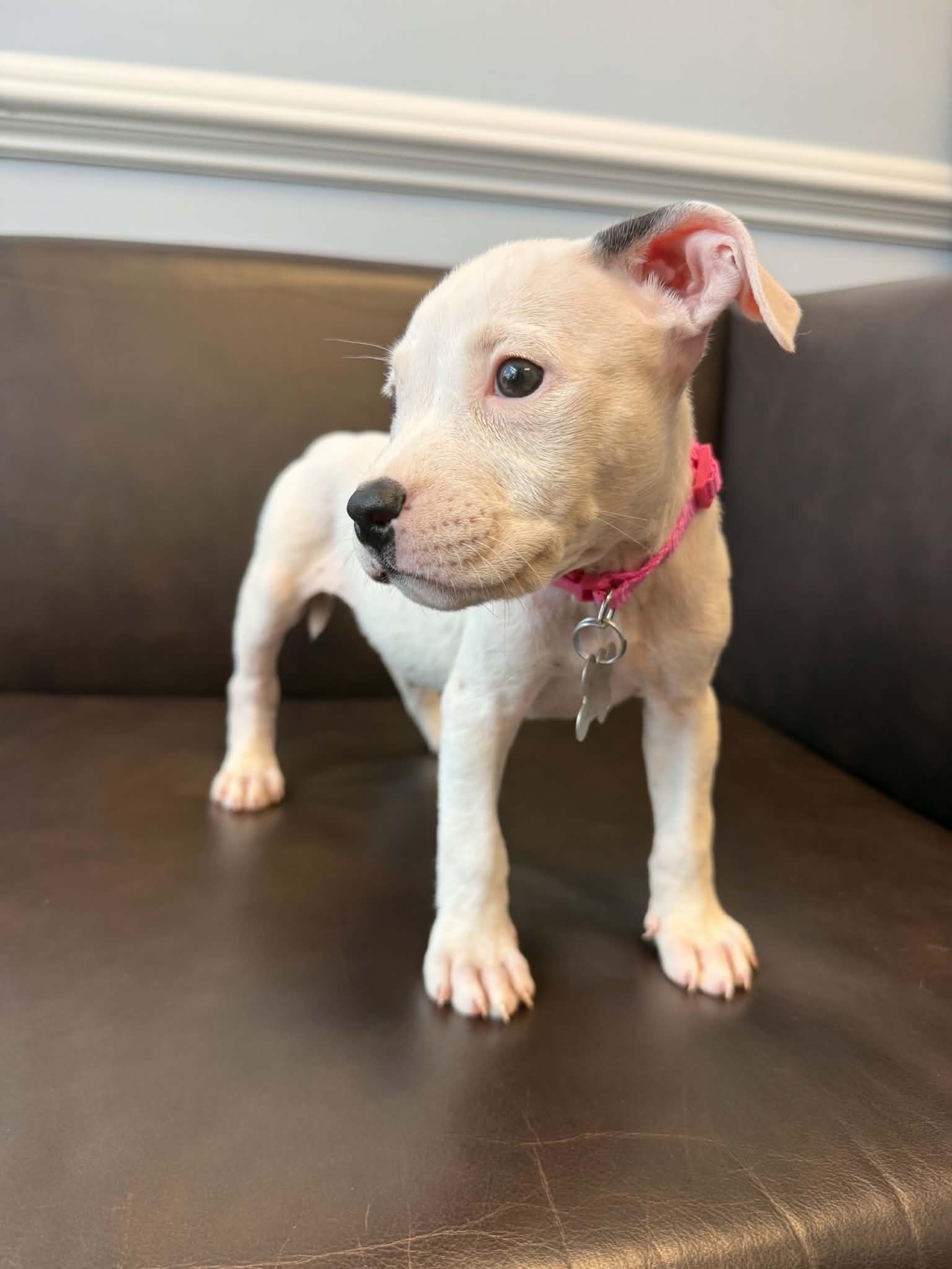 Thread - Pit Bull Terrier