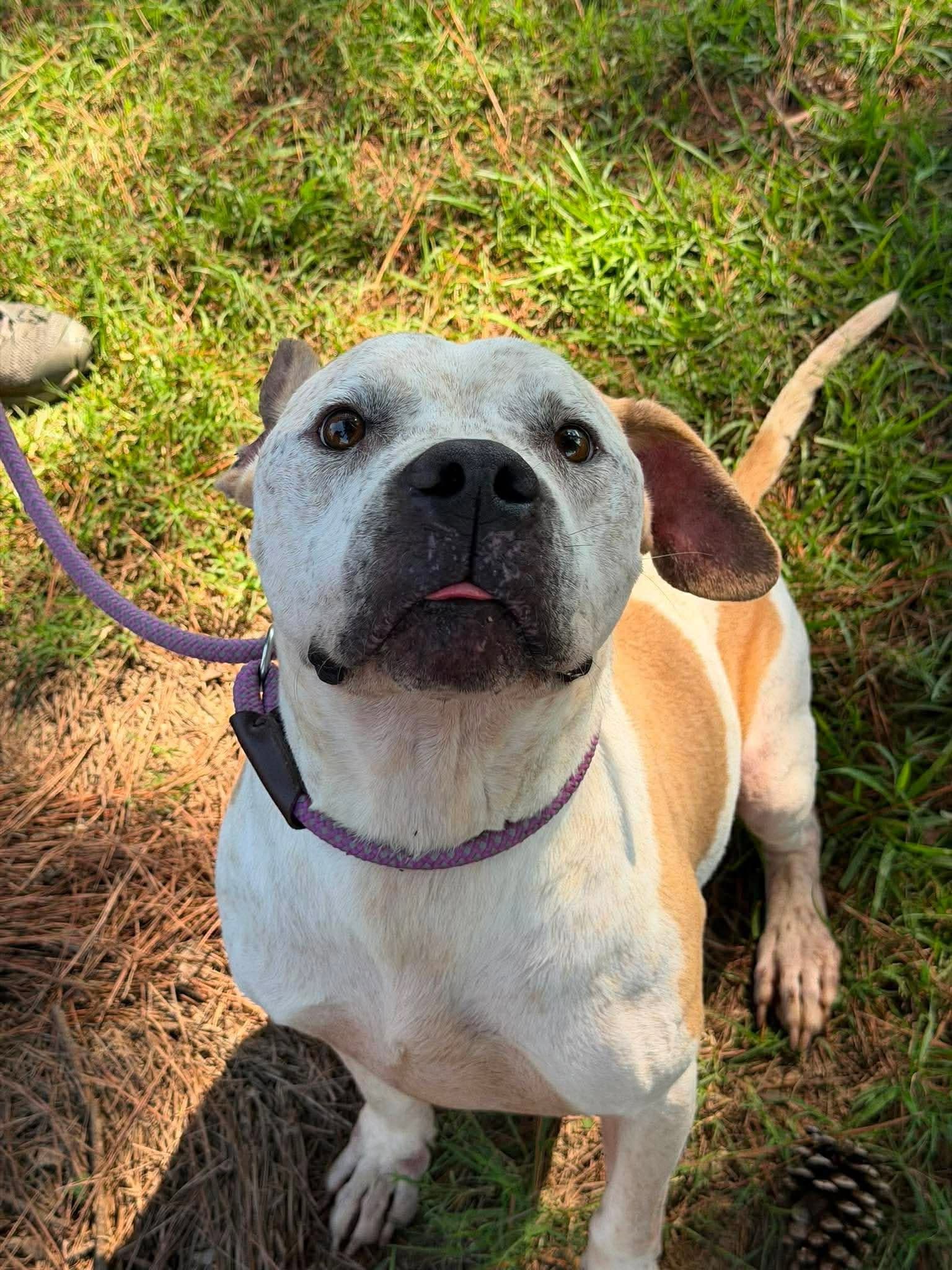 Tagalong - Shepherd