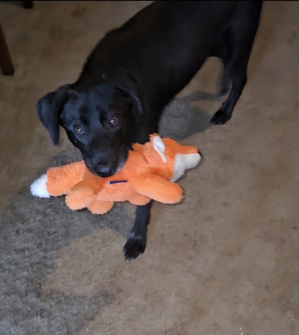 Gemma - Dutch Shepherd