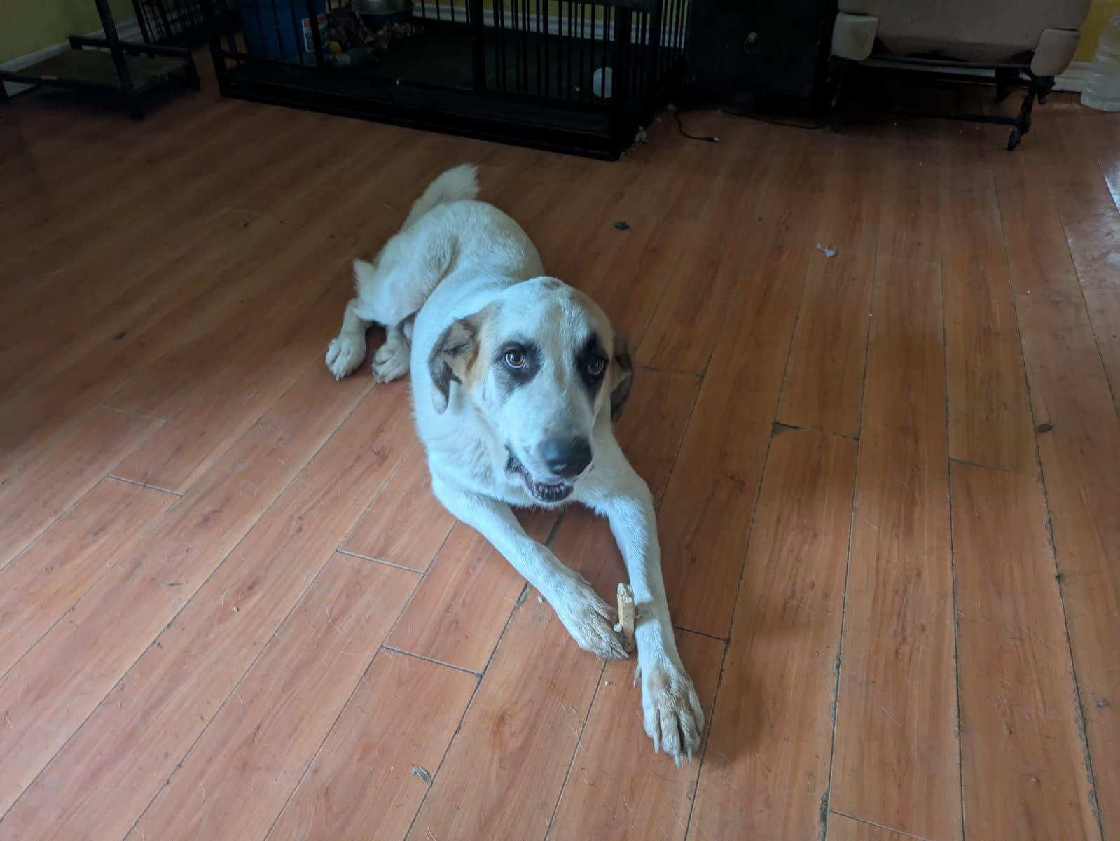 Alfie - Great Pyrenees