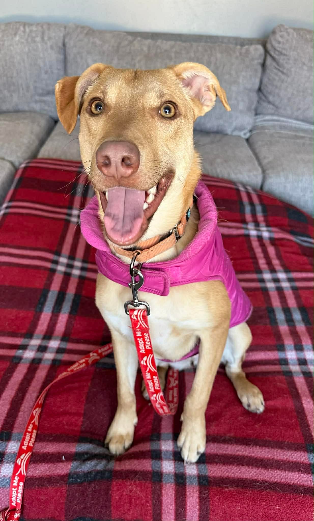 Bubble Gum - Labrador Retriever