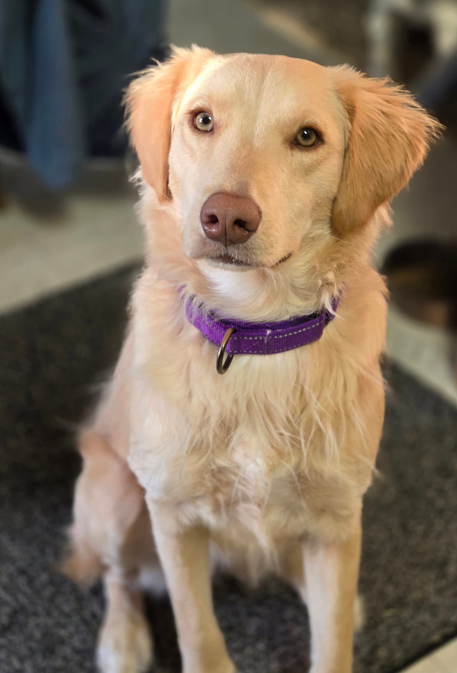 Honeysuckle - Golden Retriever
