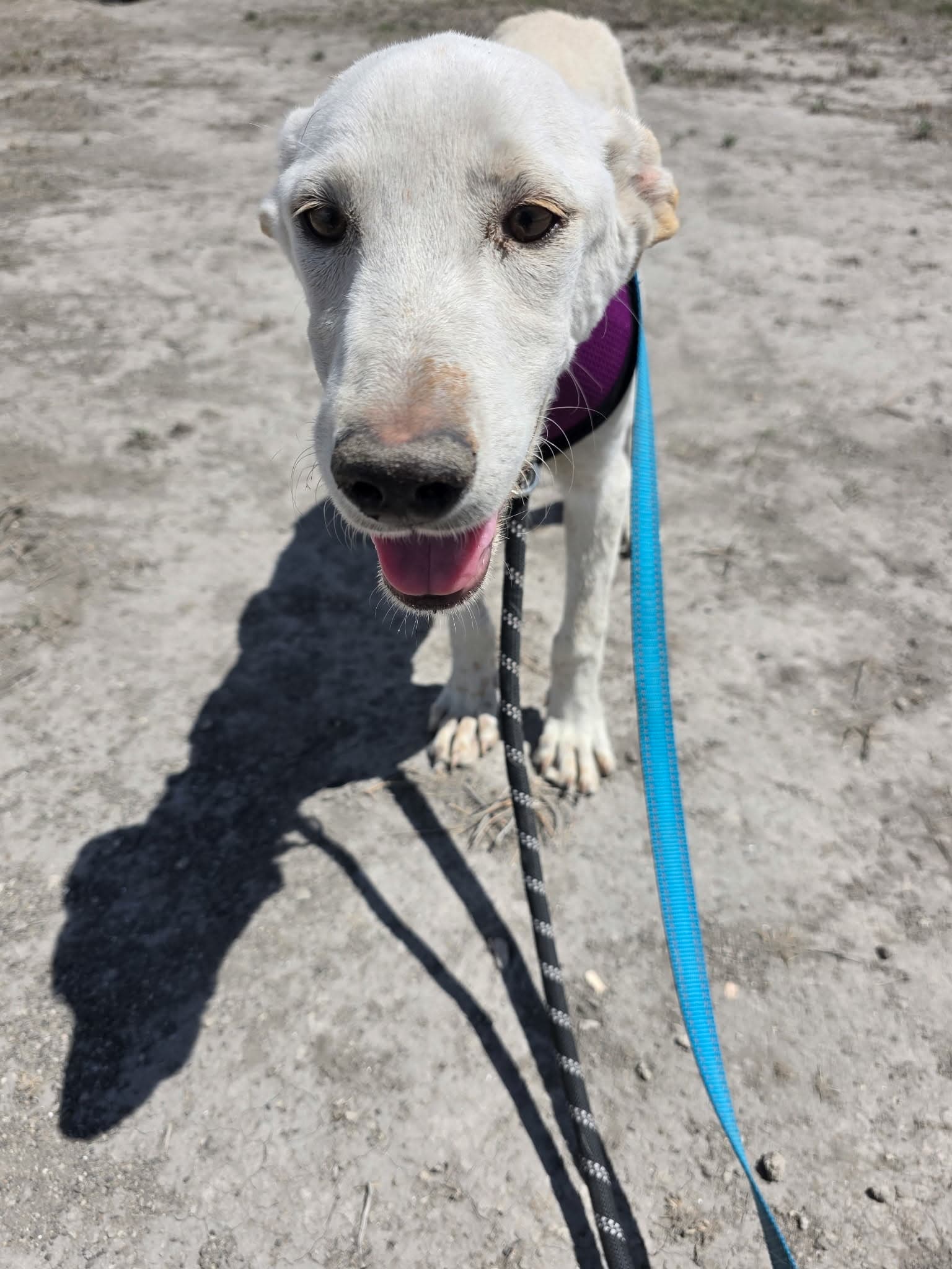 Sawako - Labrador Retriever