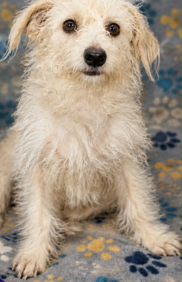 Marsh-Mallow - Terrier