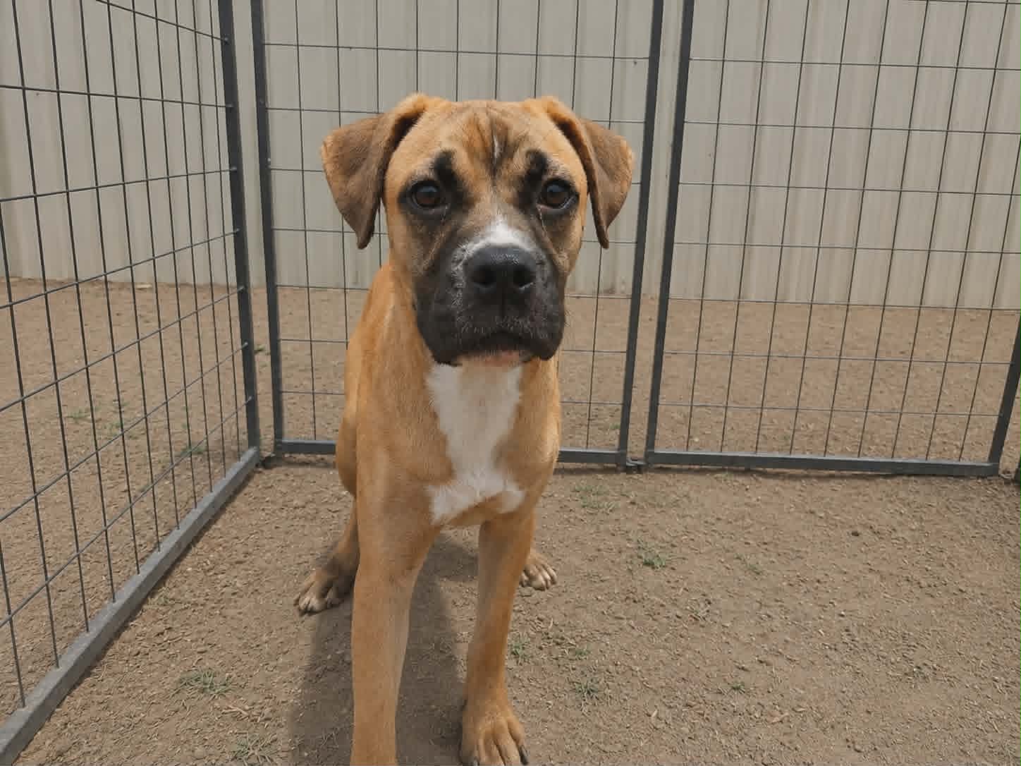 Goofy Goose - Boxer