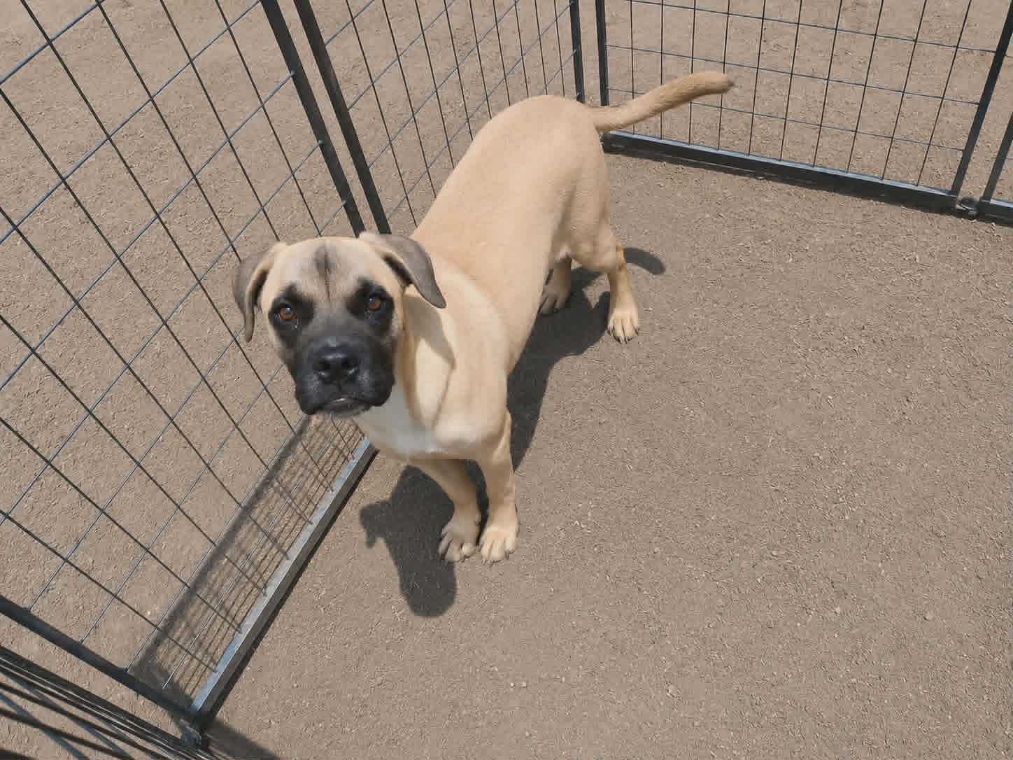 Pluto - Boxer
