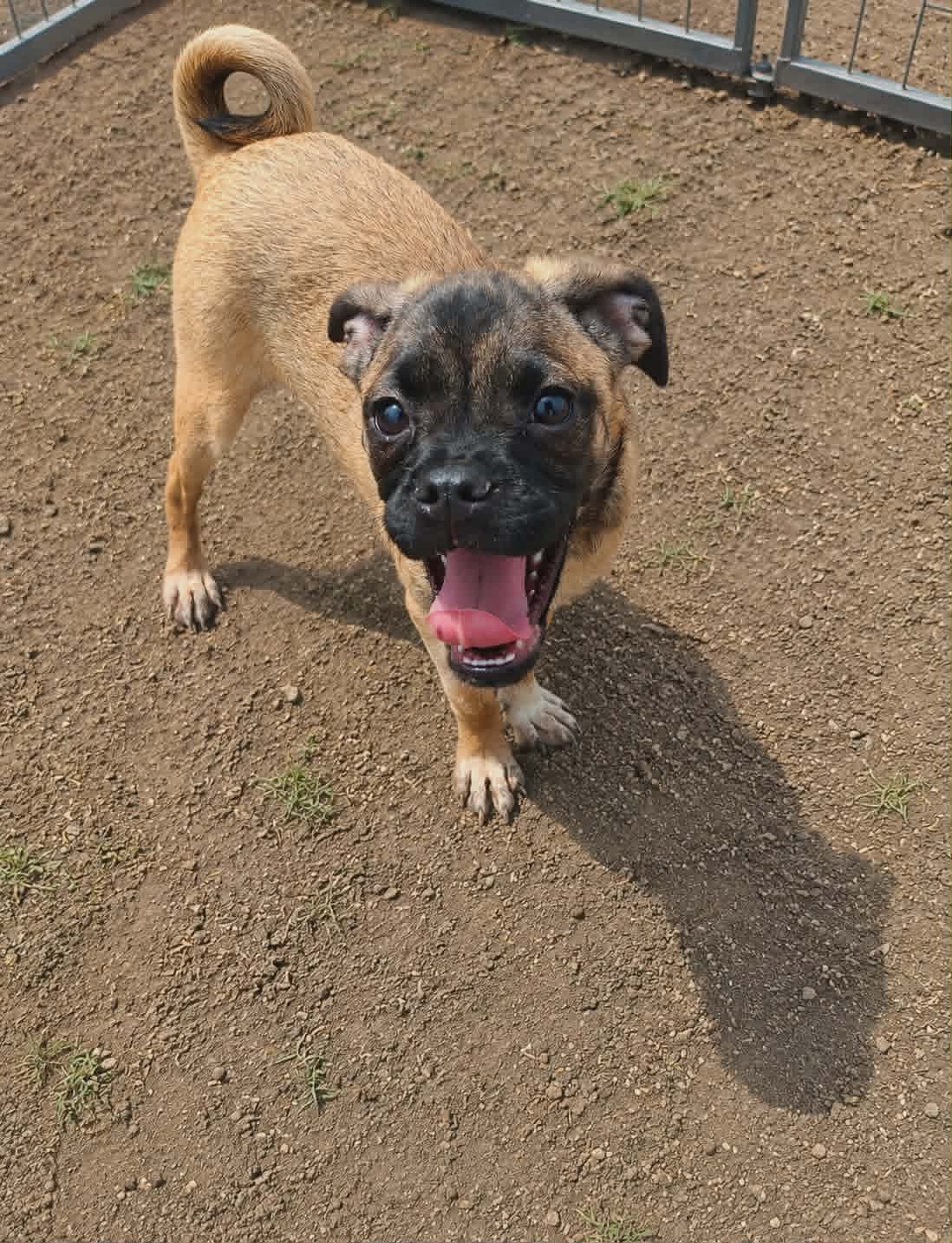 Myrtle - Pug