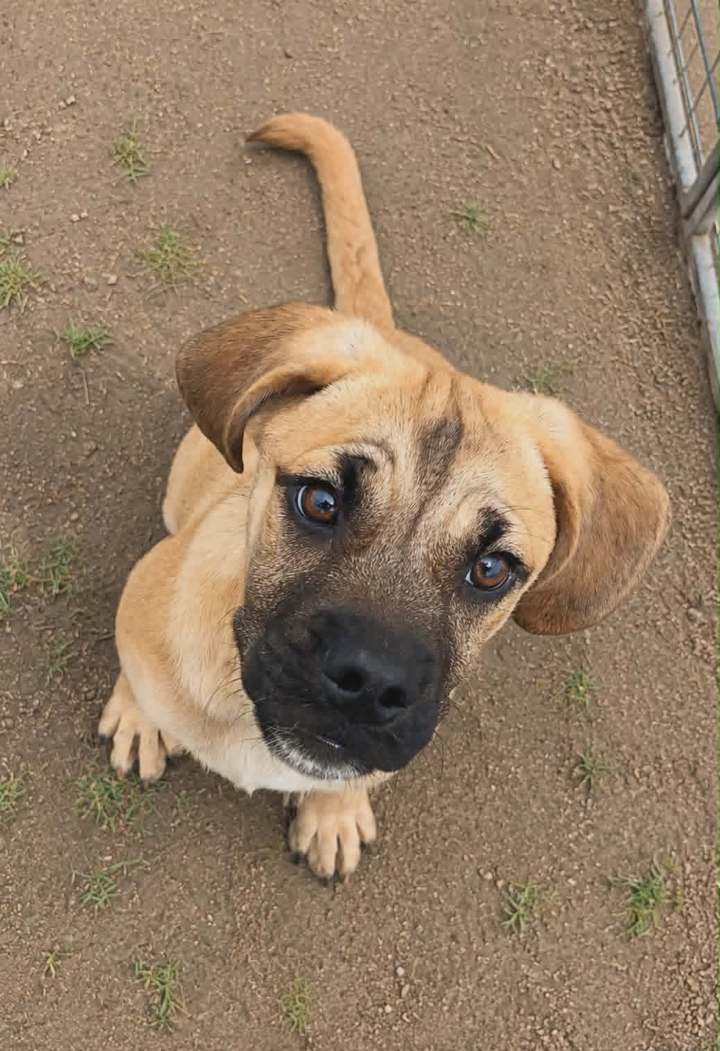 Hawthorne - Pug