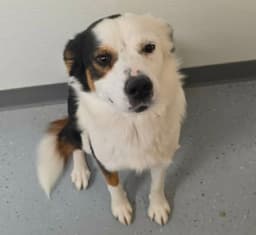 Meredith image 1