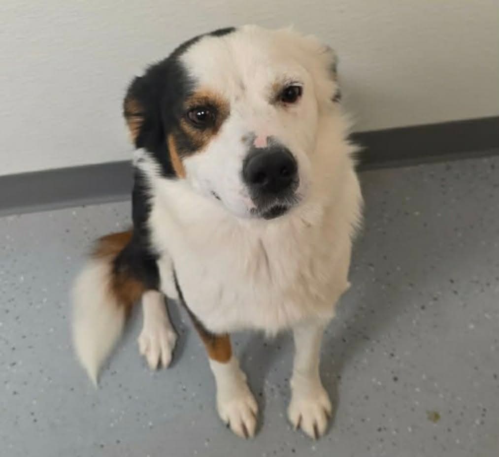 Meredith - Australian Shepherd