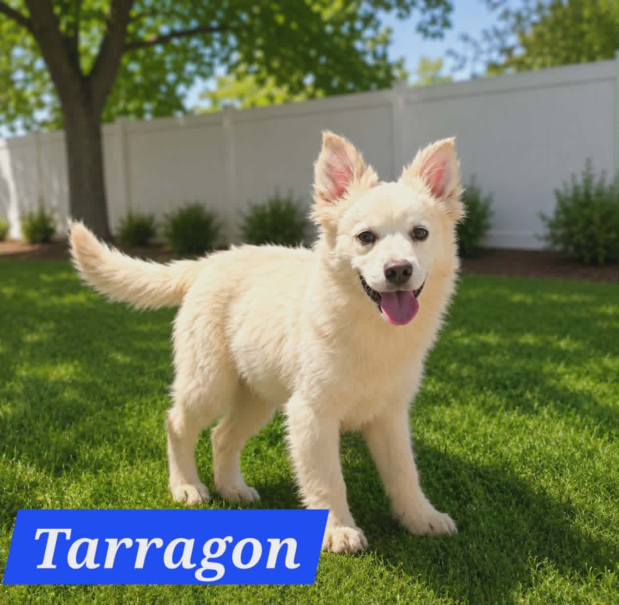 Tarragon - Australian Shepherd
