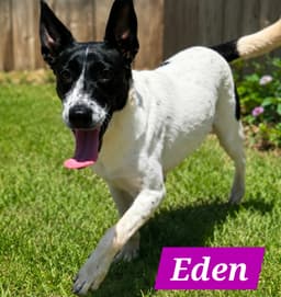 Edena image 1