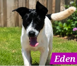 Edena image 2