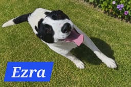 Ezra image 1