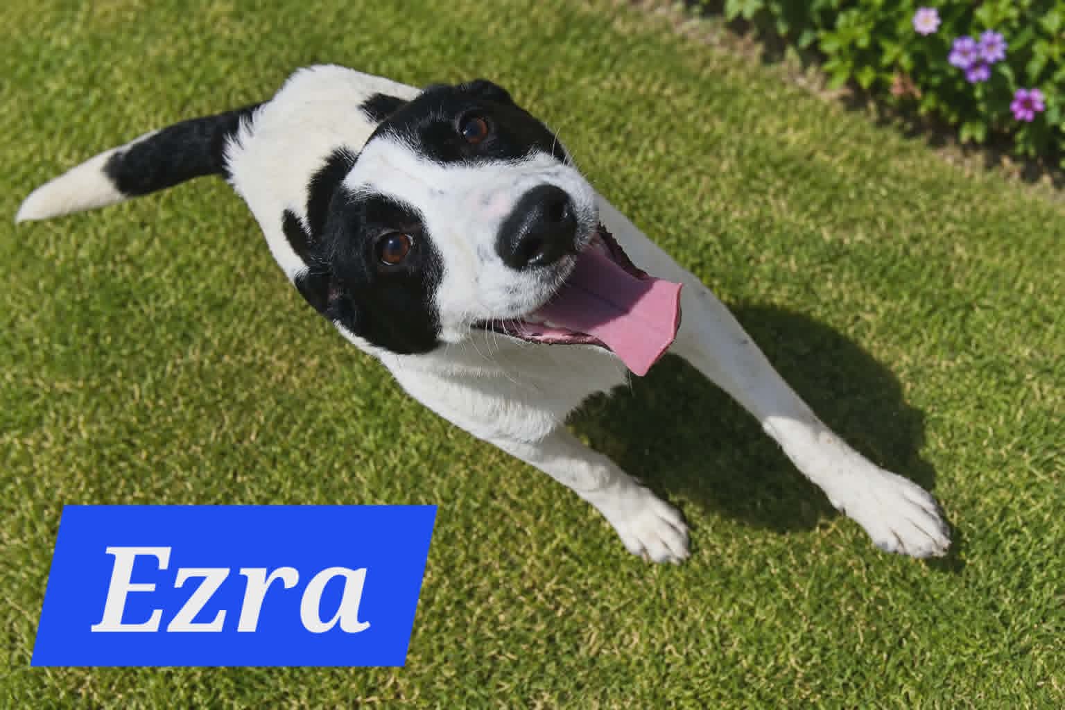 Ezra