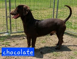 Choco image 2