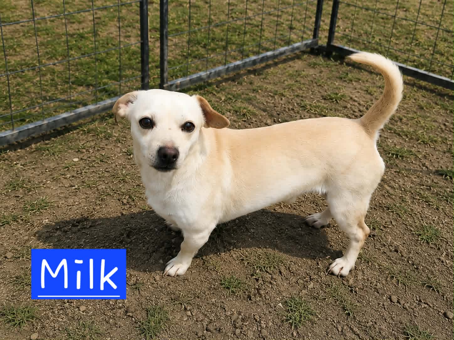 Milk