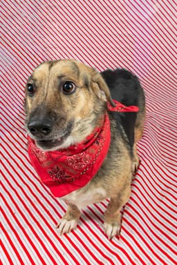 Skippy image 1