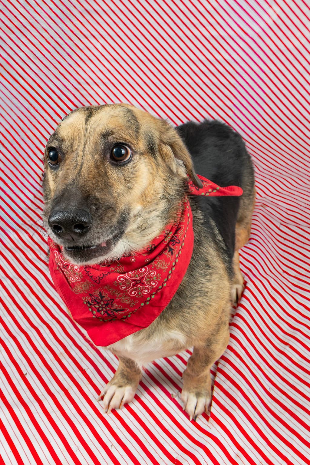 Skippy - Beagle