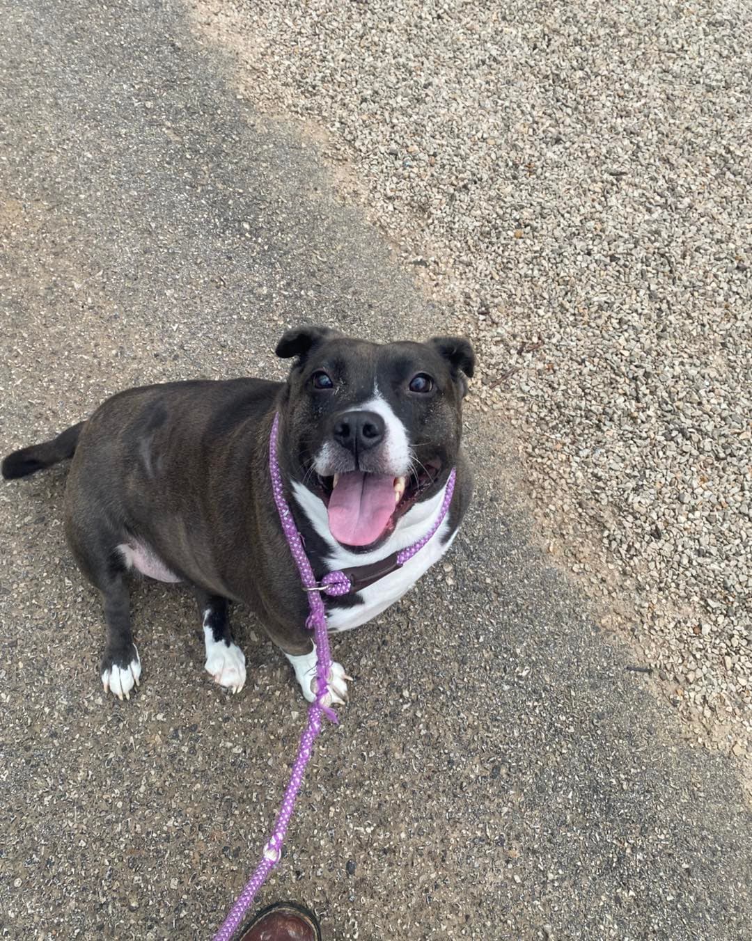 Birdie - Pit Bull Terrier