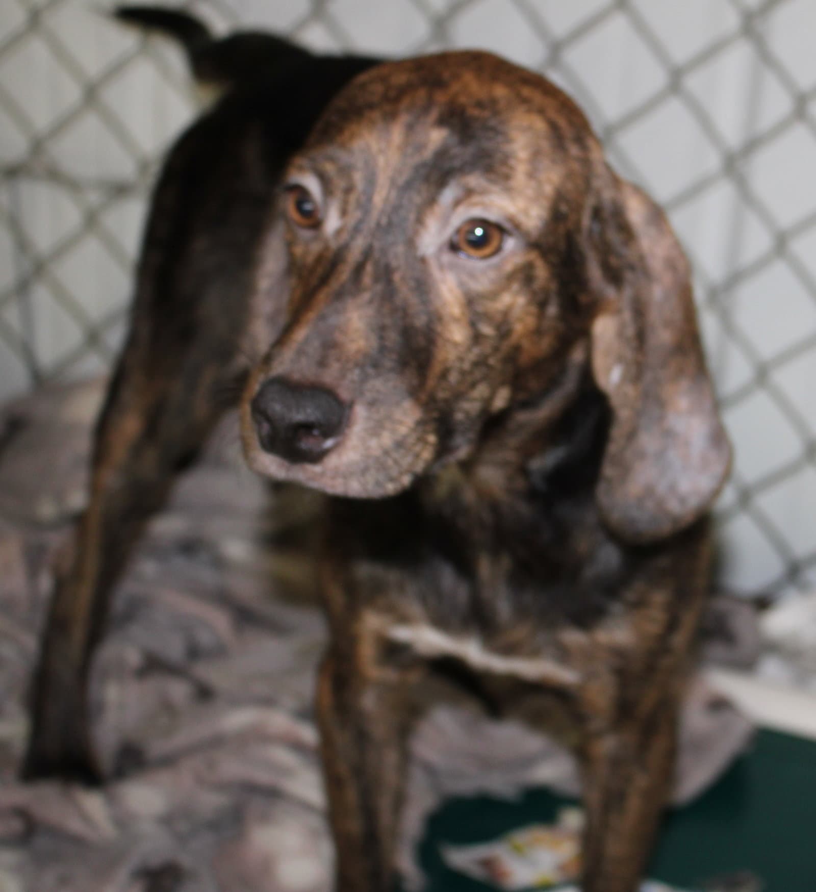Harlan - Hound