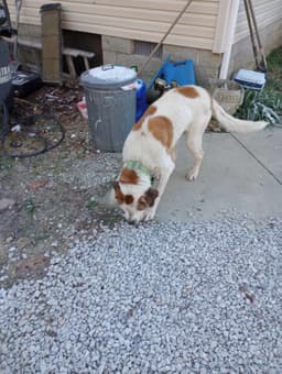 Bernie image 3