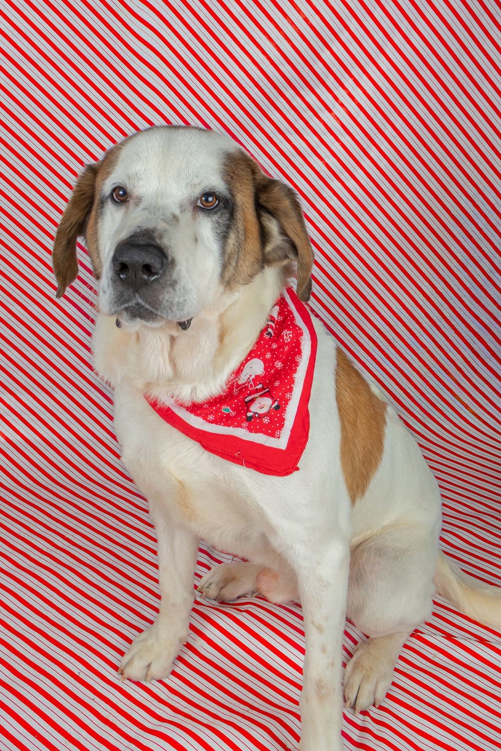 Bernie - Saint Bernard