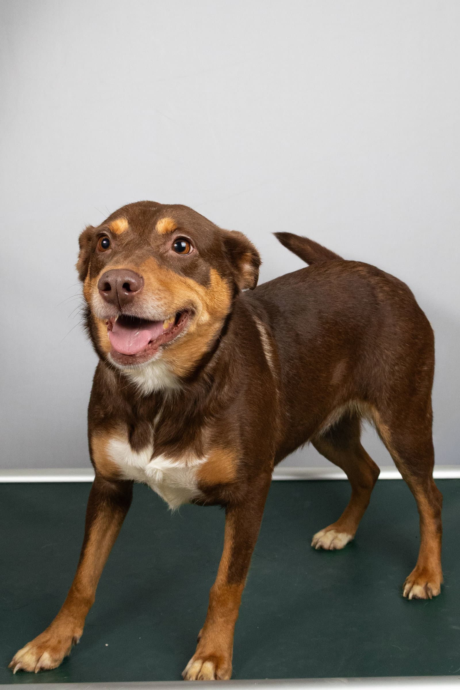 Marina - Cattle Dog