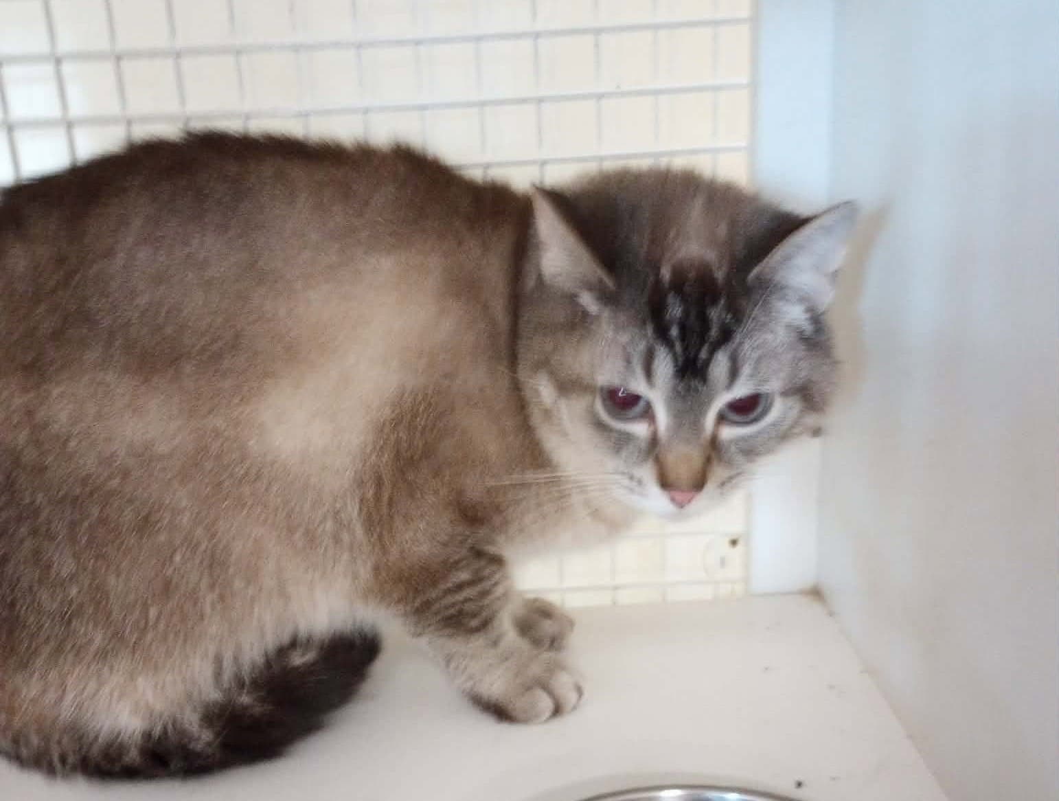 Marie - Siamese