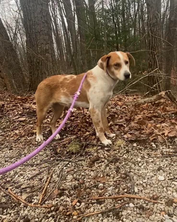Reecie - Retriever