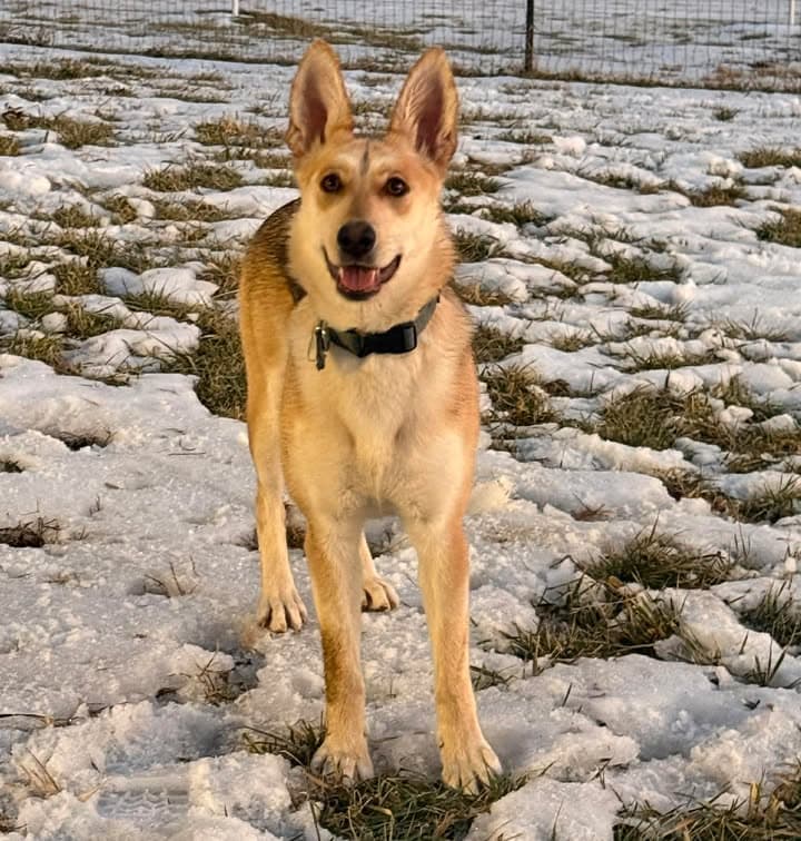 Rosie - German Shepherd Dog