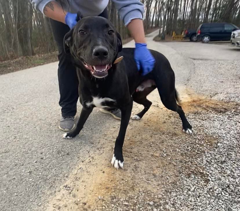 Sammy - Labrador Retriever