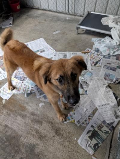 Spud - Retriever