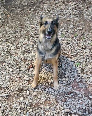 Sweetie - German Shepherd Dog