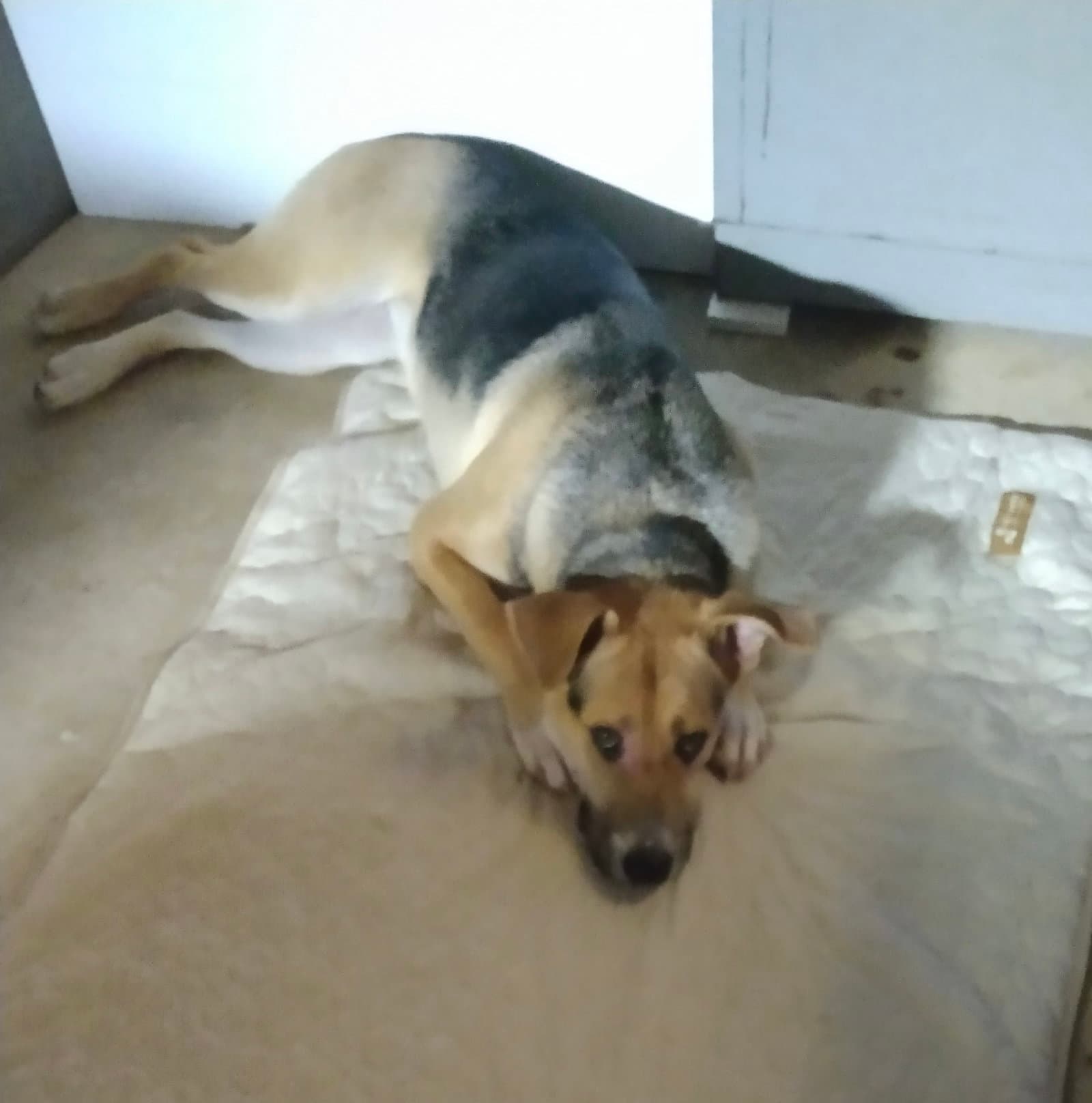 Sandy - German Shepherd Dog