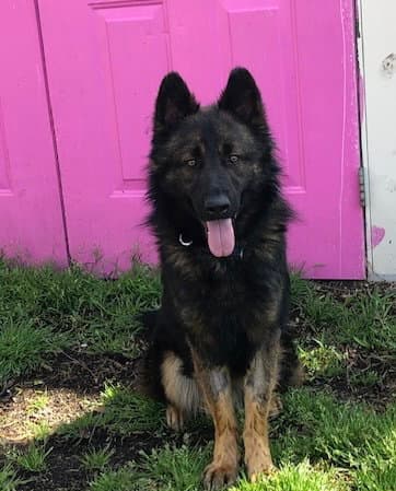 Nero - German Shepherd Dog