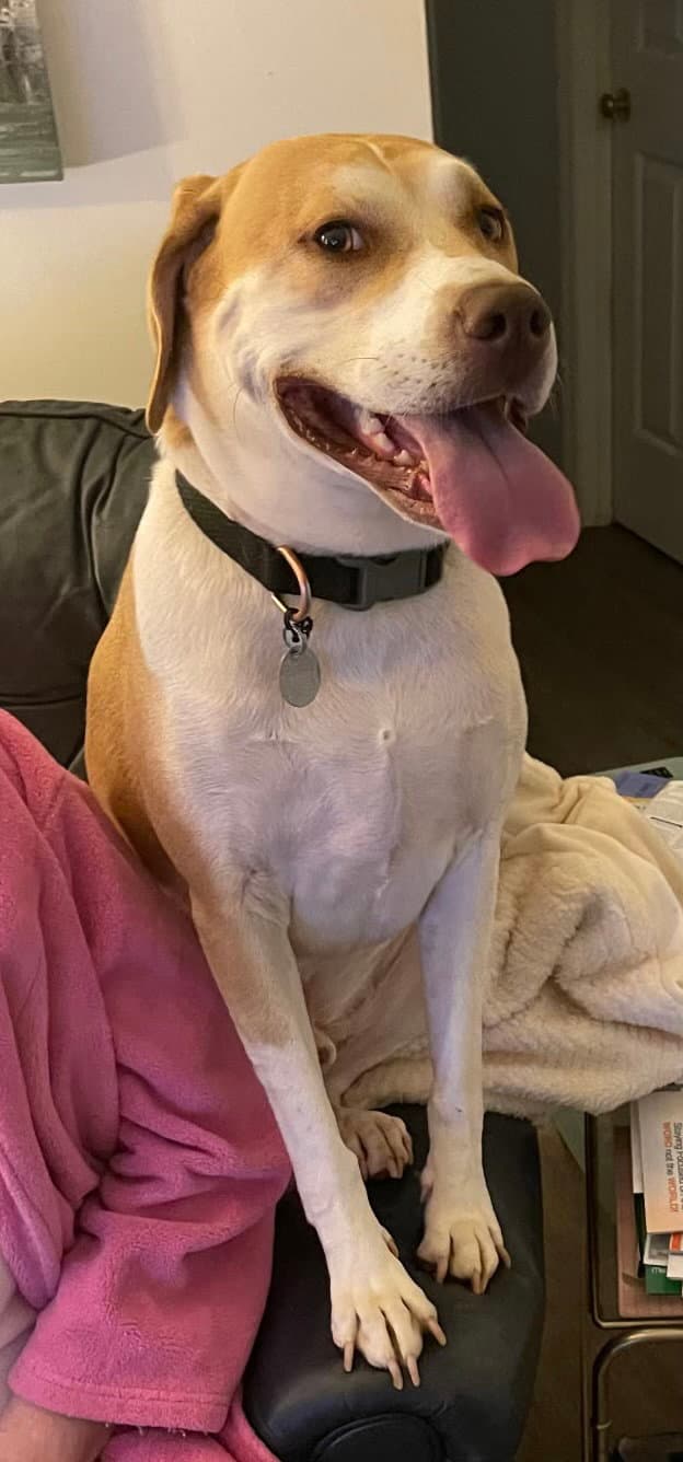 Milo - Hound