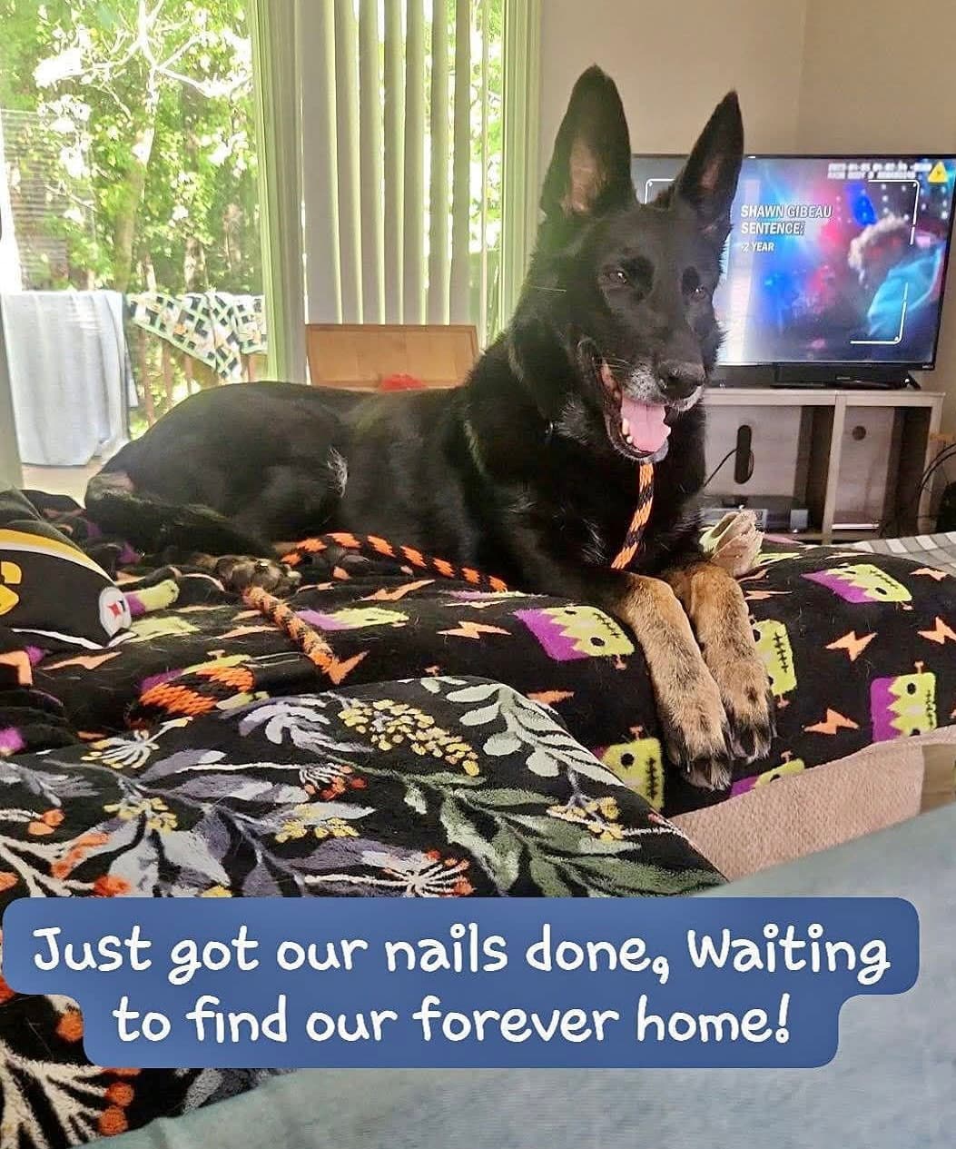 Layla - German Shepherd Dog