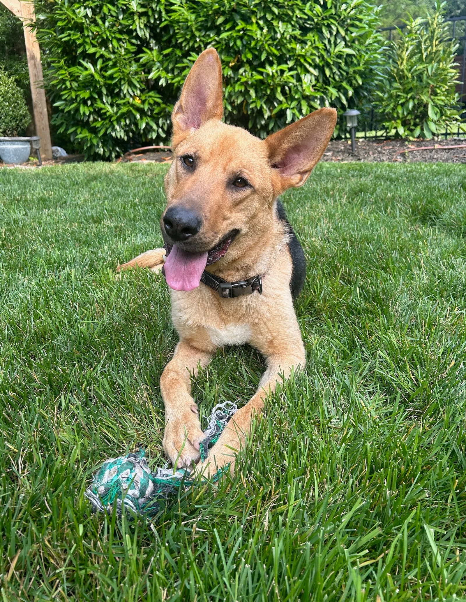 Dusty - German Shepherd Dog