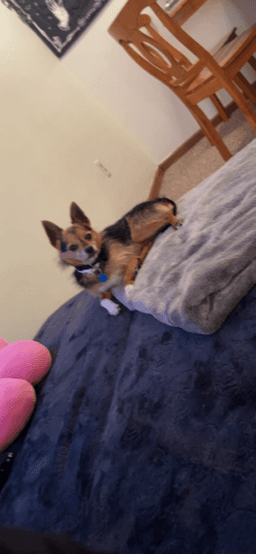 Asa Chorkie Yorkiechihuahua Cross image 1