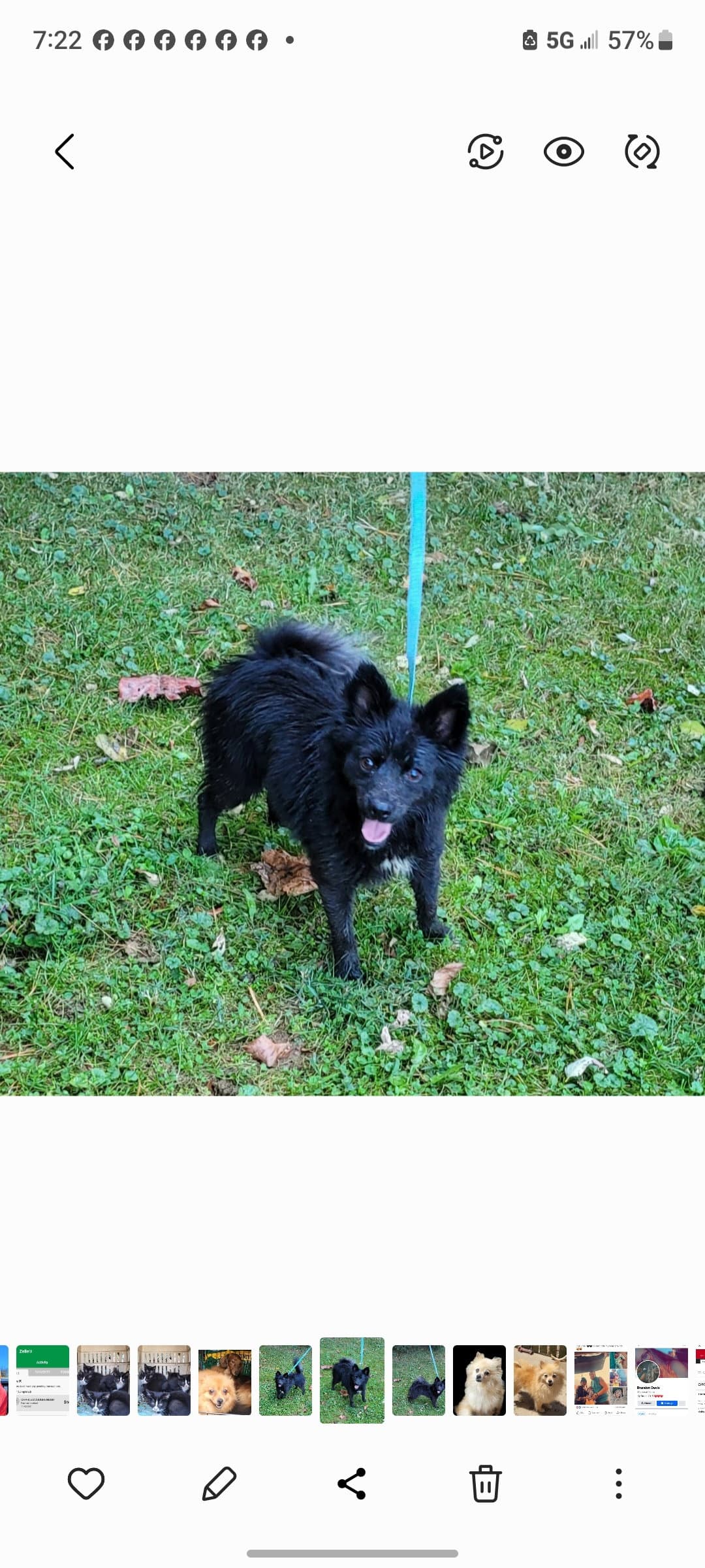 Mia - Pomeranian