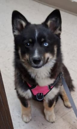 Koda image 1