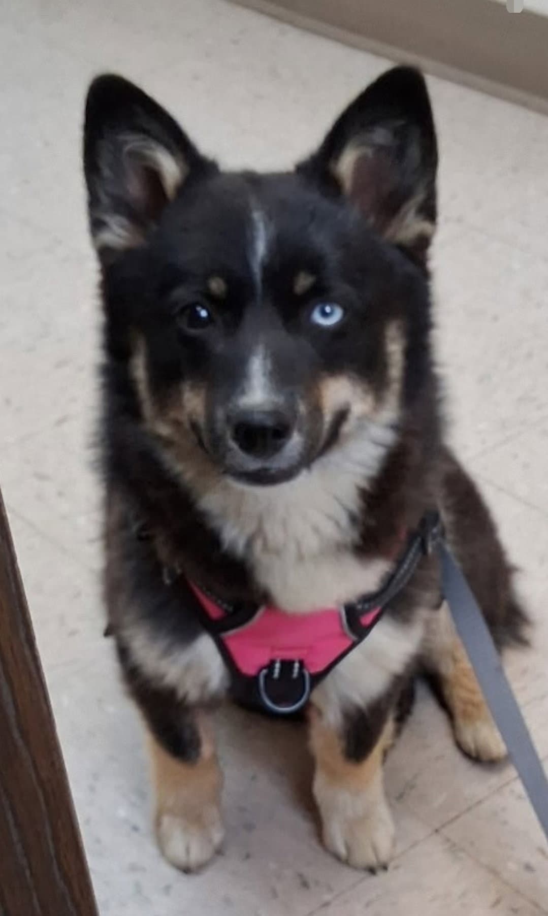 Koda - Corgi